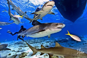 Emma swimming thru Lemons! at Tiger Beach - Bahamas by Steven Anderson 
